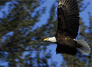 Bald Eagle [Photo Credit: Matt Fassett]