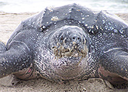 Leatherback Turtle - Photo credit: USFWS