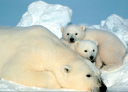Polar bear female and cubs. [Photo Credit: Steven Amstrup, USGS]