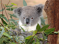 Saving Wildlife Together - Eye Help Animals helps to save the Koala