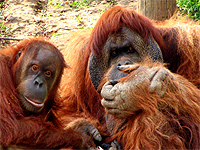 Saving Wildlife Together - Eye Help Animals helps to save the Orangutan