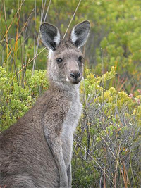 Saving Wildlife Together - Eye Help Animals helps to save the Western Grey Kangaroo