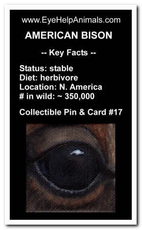 Eye Help Animals American Bison Wildlife Collectible Pin #17 - Front