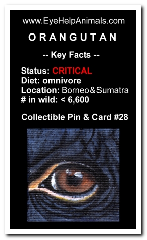 Eye Help Animals Orangutan Wildlife Collectible Pin Card #28 - Front