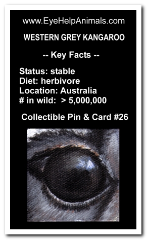 Eye Help Animals Western Grey Kangaroo Wildlife Collectible Pin Card #26 - Front