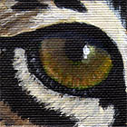 Bobcat Eye Wildlife Collectible Pin