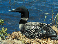 Saving Wildlife Together - Eye Help Animals helps to save the Common Loon