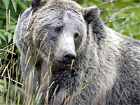 Saving Wildlife Together - Eye Help Animals helps to save the Grizzly Bear