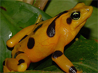 Saving Wildlife Together - Eye Help Animals helps to save the Panamanian Golden Frog