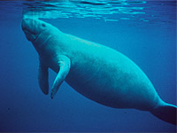 Saving Wildlife Together - Eye Help Animals helps to save the West Indian Manatee